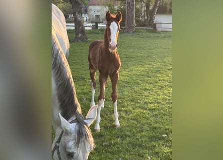 Westphalian, Stallion, , Chestnut-Red
