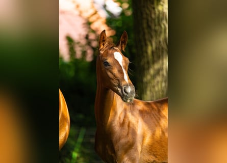 Westphalian, Stallion, Foal (04/2024), Chestnut-Red