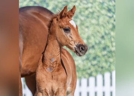 Westphalian, Stallion, Foal (04/2026), Chestnut-Red