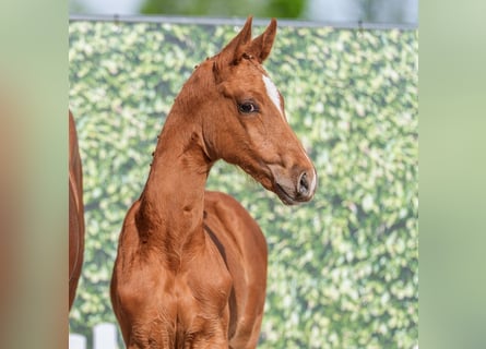 Westphalian, Stallion, Foal (03/2026), Chestnut-Red