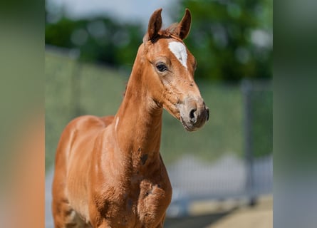 Westphalian, Stallion, Foal (05/2026), Chestnut-Red