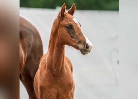 Westphalian, Stallion, Foal (04/2024), Chestnut-Red