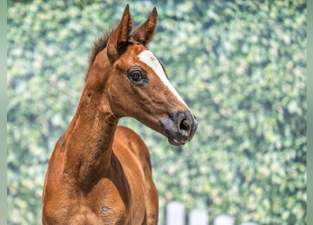 Westphalian, Stallion, Foal (05/2025), Chestnut-Red