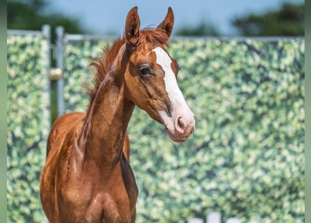 Westphalian, Stallion, Foal (04/2025), Chestnut-Red