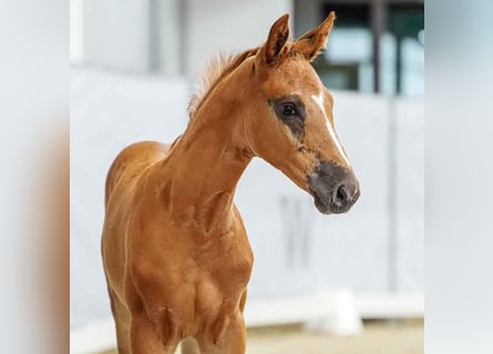 Westphalian, Stallion, Foal (05/2024), Chestnut-Red