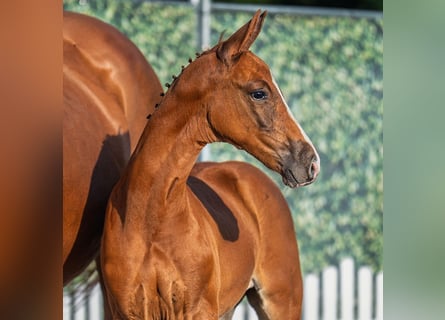 Westphalian, Stallion, Foal (06/2025), Chestnut-Red