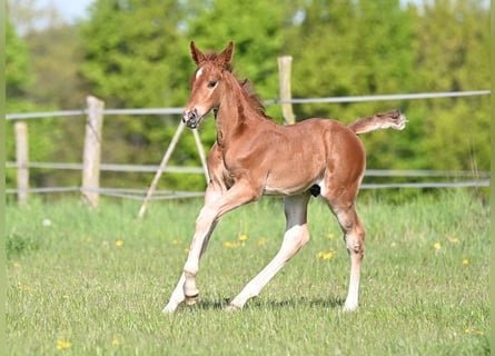 Westphalian, Stallion, , Chestnut