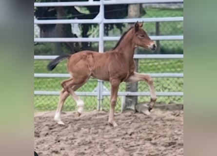 Westphalian, Stallion, Foal (01/2026)