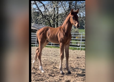 Westphalian, Stallion, Foal (01/2026)