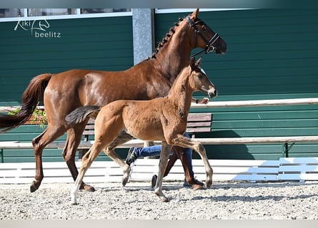 Westphalian, Stallion, 