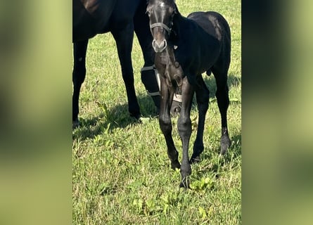 Westphalian, Stallion, Foal (06/2025), Gray-Dark-Tan
