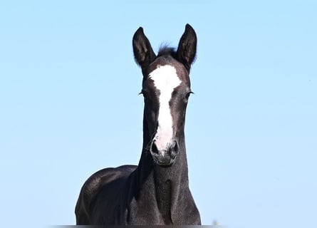 Westphalian, Stallion, , Gray