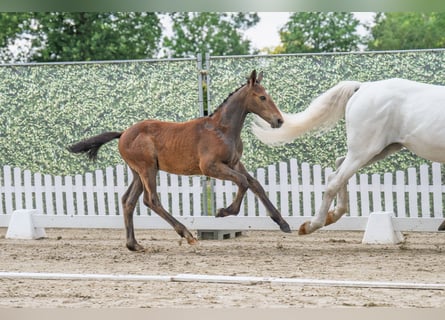 Westphalian, Stallion, , Gray