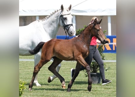 Westphalian, Stallion, , Gray