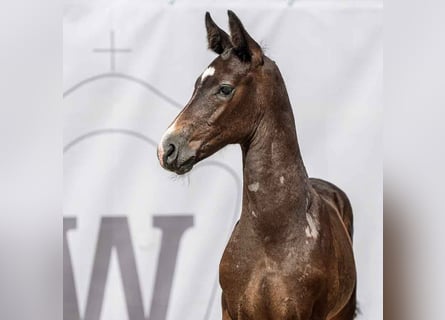Westphalian, Stallion, Foal (05/2024), Gray