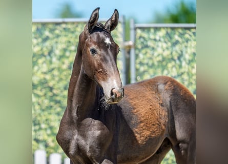 Westphalian, Stallion, Foal (02/2026), Grey