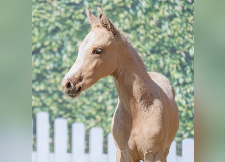 Westphalian, Stallion, , Palomino
