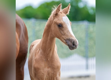 Westphalian, Stallion, Foal (03/2026), Palomino