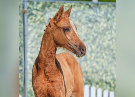 Westphalian, Stallion, , Palomino
