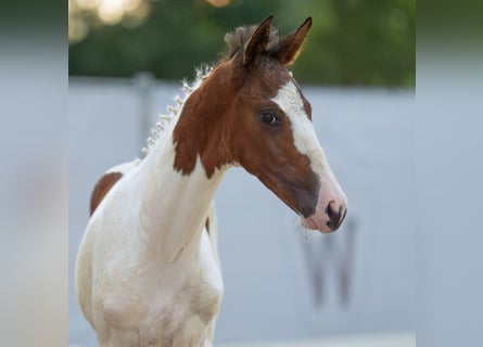 Westphalian, Stallion, Foal (06/2024), Pinto