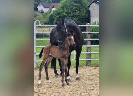 Westphalian, Stallion, Foal (06/2026), Smoky-Black
