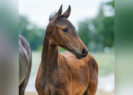 Westphalian, Stallion, Foal (04/2026), Smoky-Black