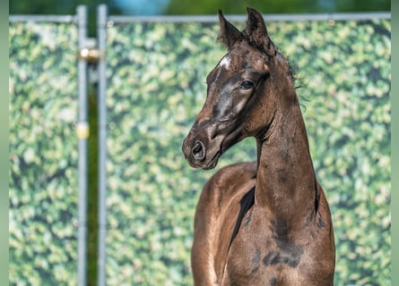 Westphalian, Stallion, , Smoky-Black