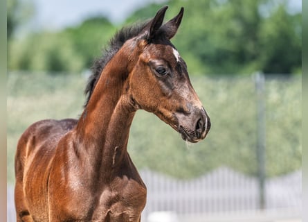Westphalian, Stallion, , Smoky-Black