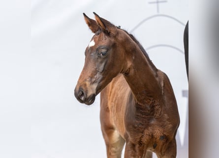 Westphalian, Stallion, Foal (04/2023), Smoky-Black