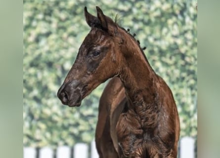 Westphalian, Stallion, Foal (04/2025), Smoky-Black