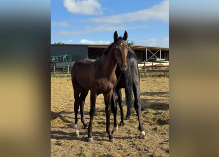 Westphalian, Stallion, Foal (02/2026), Smoky-Black