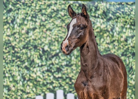 Westphalian, Stallion, Foal (03/2025), Smoky-Black
