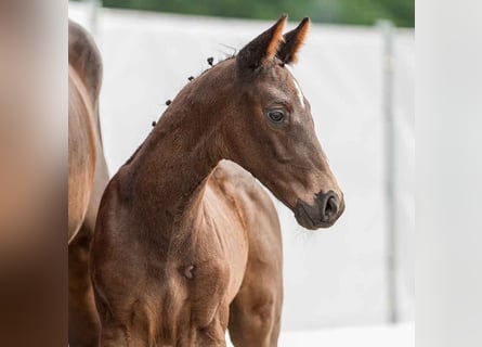 Westphalian, Stallion, Foal (05/2024), Smoky-Black