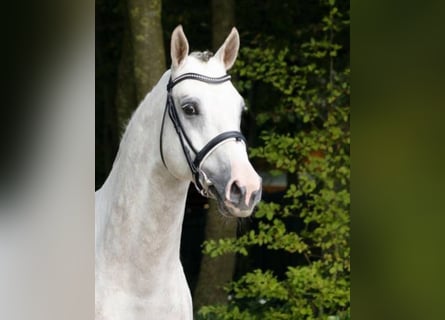 Westphalian, Stallion, 14 years, 16.2 hh, Gray