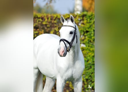 Westphalian, Stallion, 19 years, 17 hh, Grey