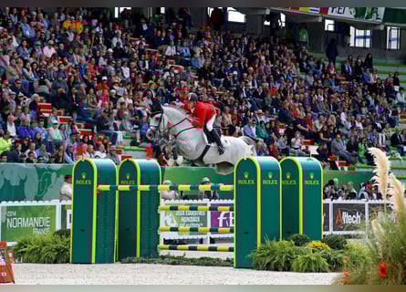 Westphalian, Stallion, 22 years, 17 hh, Grey