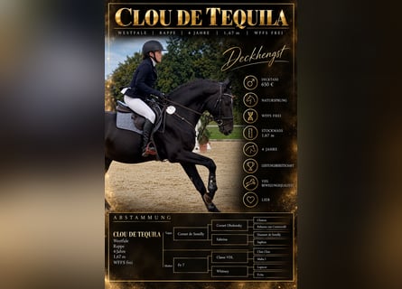 Westphalian, Stallion, 4 years, 16.1 hh