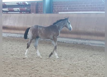 Westphalien, Étalon, 1 Année, Gris