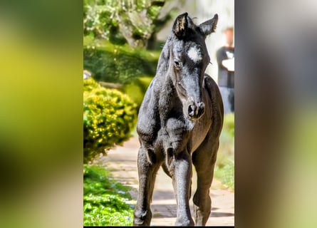 Westphalien, Étalon, 1 Année, Noir