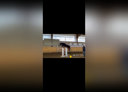 Westphalien, Étalon, 2 Ans, 162 cm, Bai