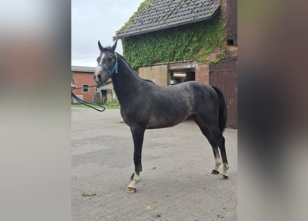 Westphalien, Étalon, 2 Ans, 163 cm, Gris pommelé