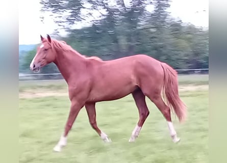 Westphalien, Étalon, 2 Ans, 165 cm, Alezan brûlé