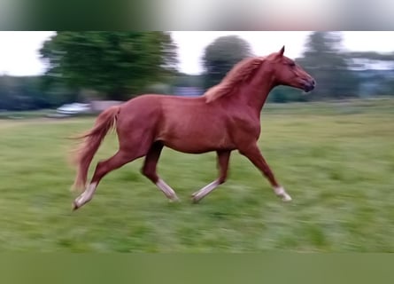 Westphalien, Étalon, 2 Ans, 165 cm, Alezan brûlé