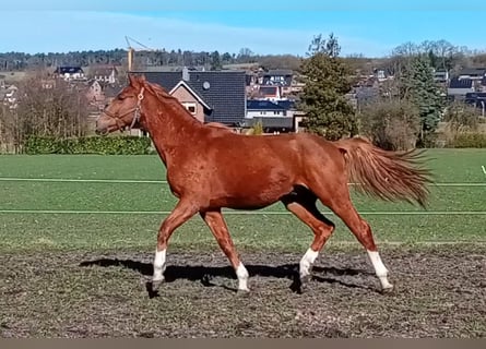 Westphalien, Étalon, 2 Ans, 165 cm, Alezan brûlé