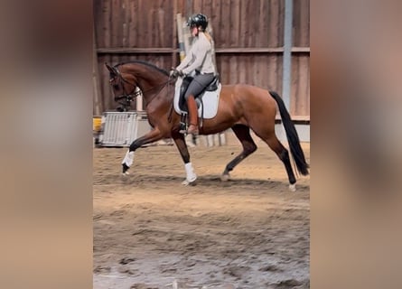 Westphalien, Étalon, 3 Ans, 164 cm, Bai