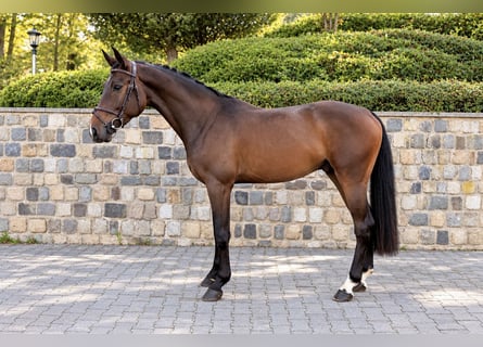 Westphalien, Étalon, 3 Ans, 164 cm, Bai