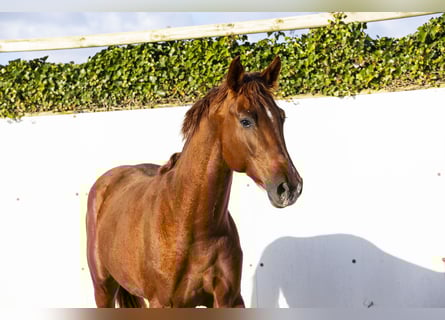 Westphalien, Étalon, 3 Ans, 164 cm