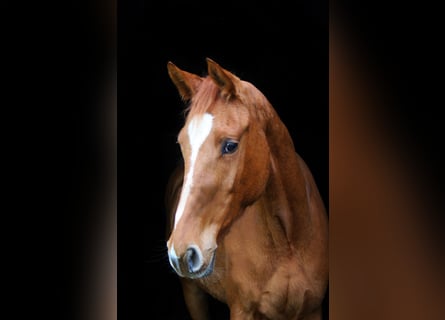 Westphalien, Étalon, 3 Ans, 166 cm, Alezan