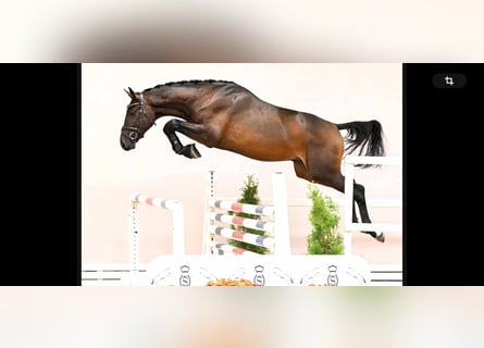 Westphalien, Étalon, 3 Ans, 170 cm, Bai brun foncé