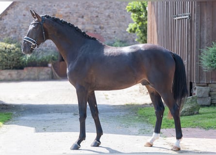 Westphalien, Étalon, 4 Ans, 165 cm, Bai brun foncé
